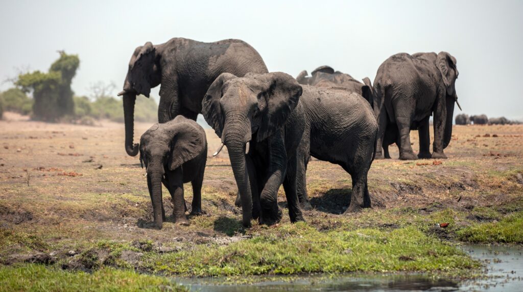 African elephants group closeup view. Wild animals family in National Park, Africa