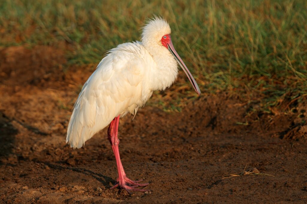 African spoonbill - Amboseli National Park