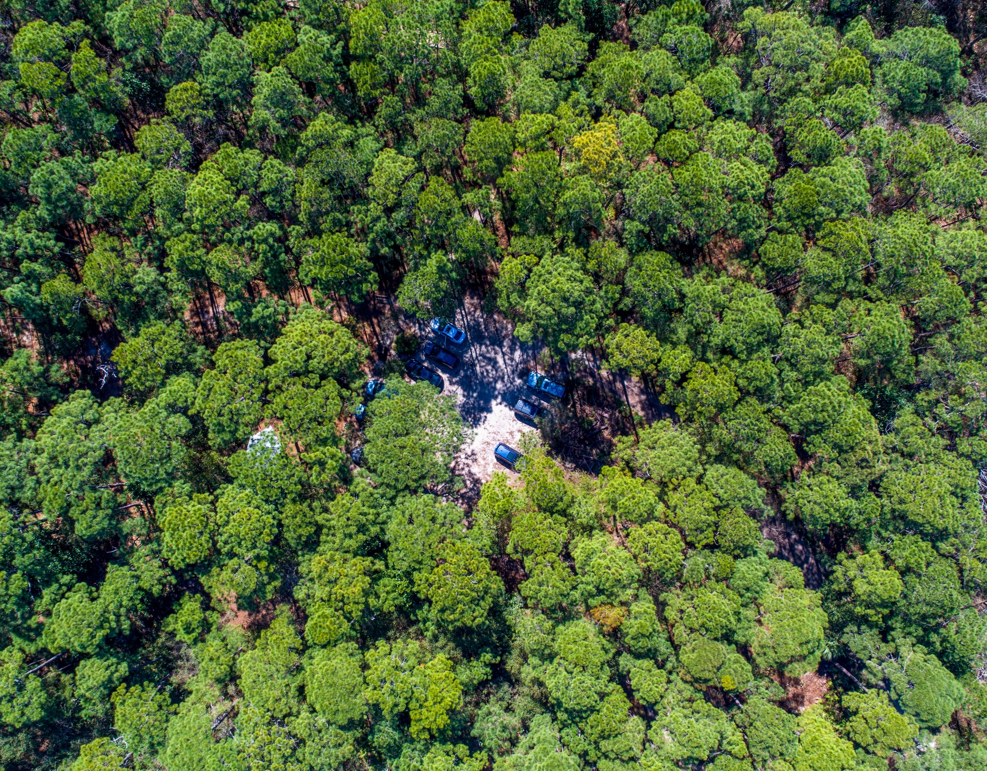Bird sanctuary at Dauphin Island, Alabama