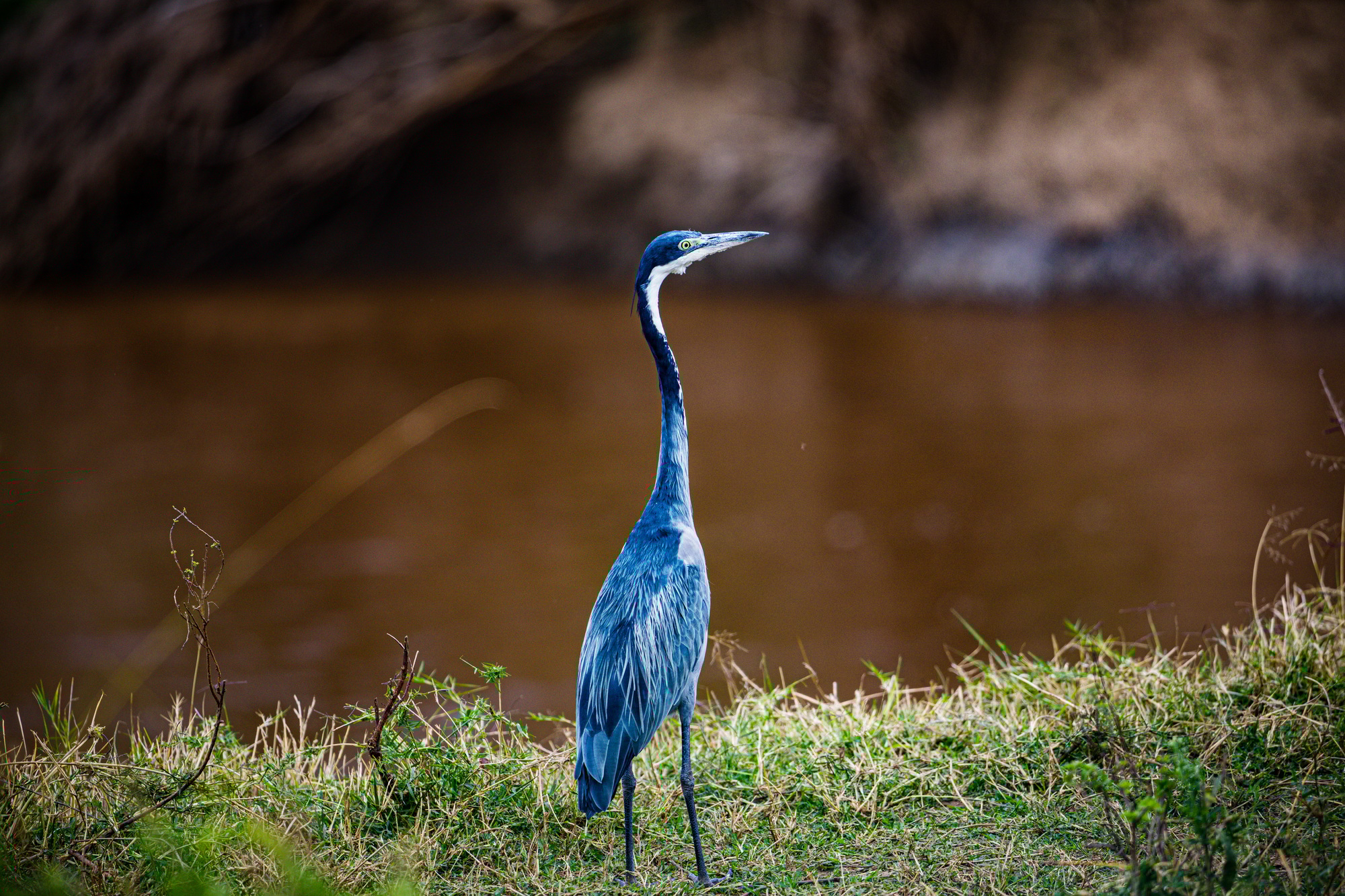Bird Wild Maasai Mara National Game Reserve Park Narok County