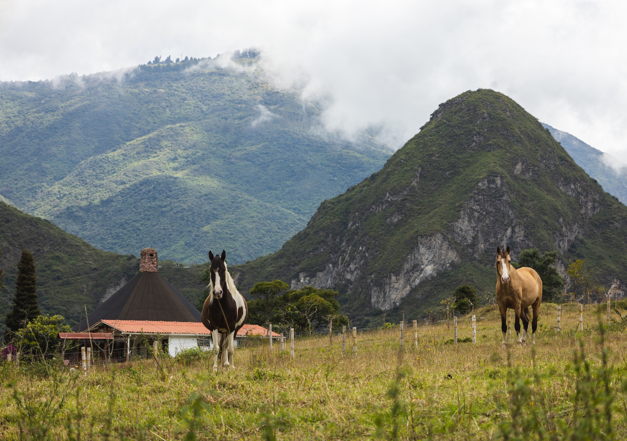 Horses in the foreground staring me down, and a volcanic dome in the background