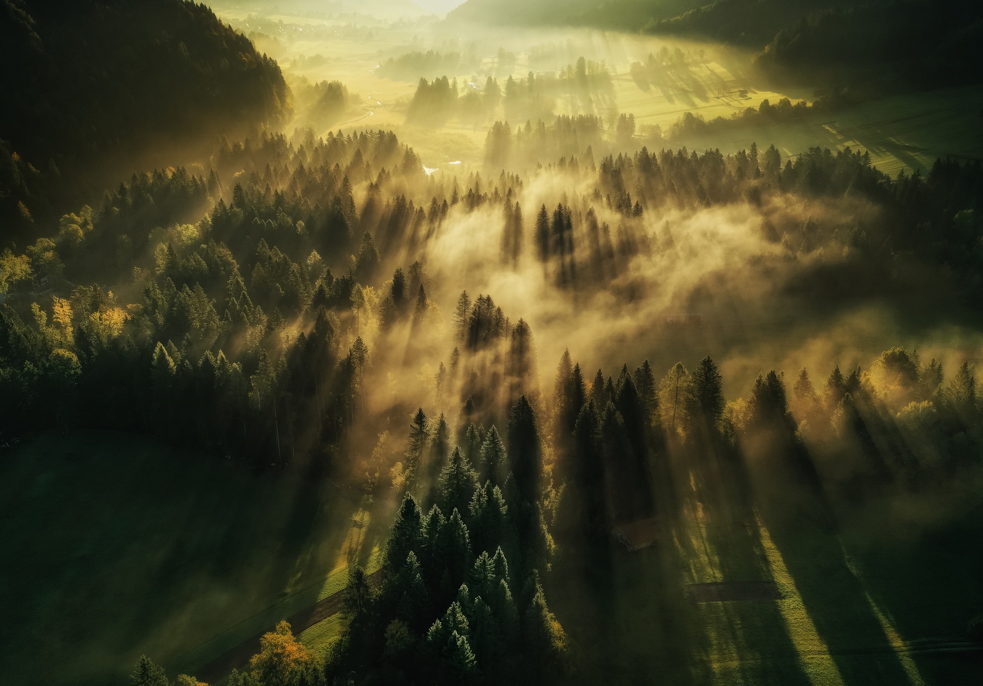 Misty autumn forest