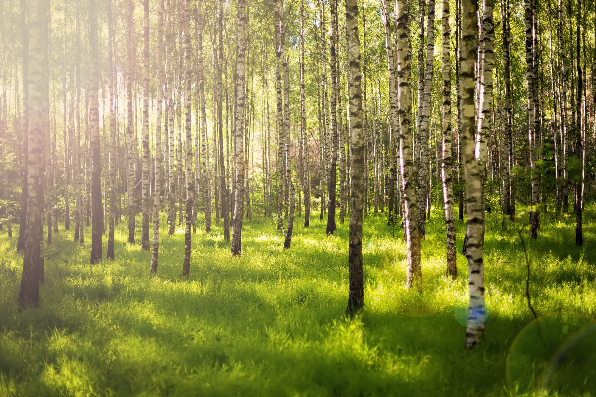 Summer forest