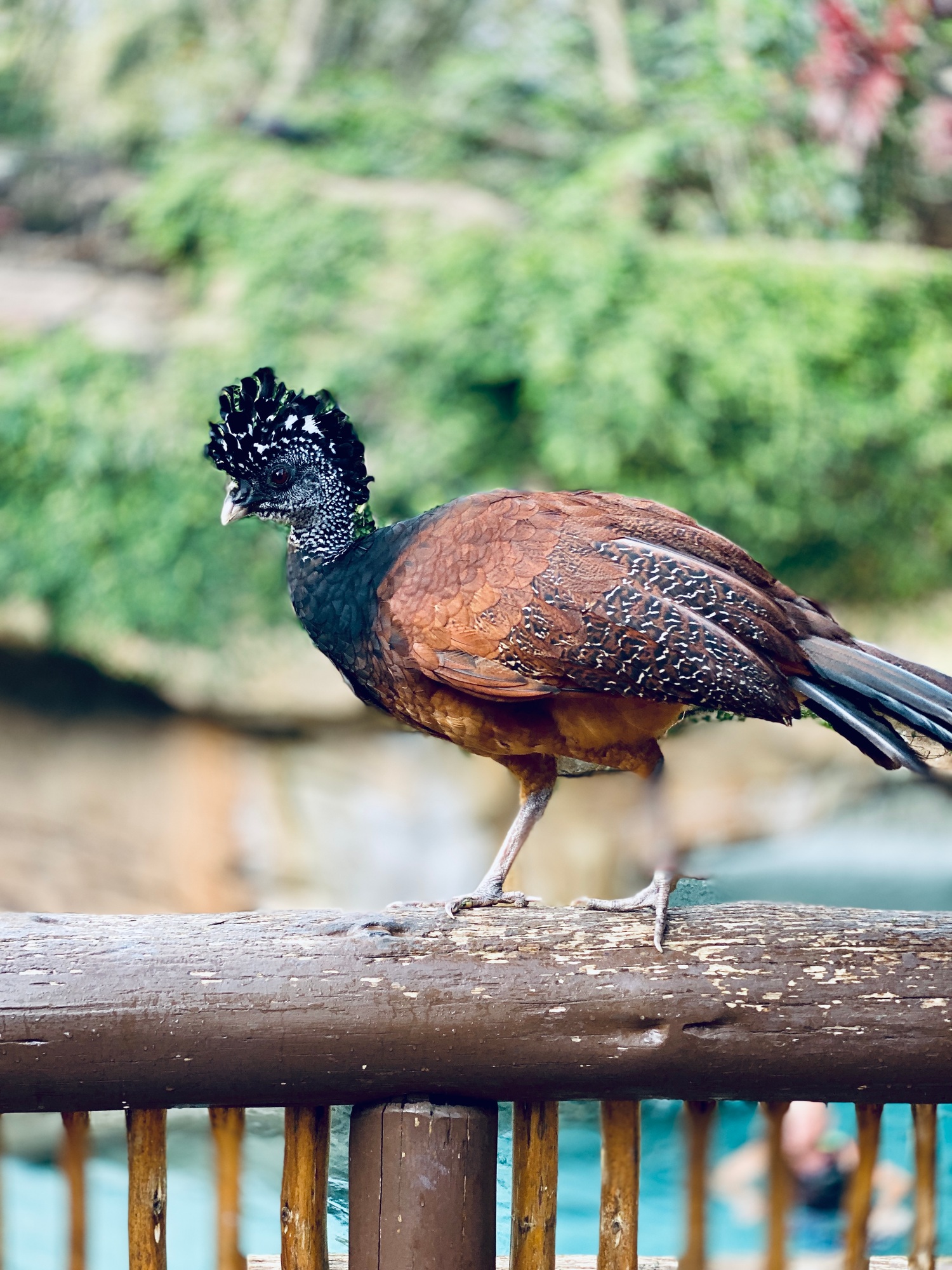 Wild bird resting at sanctuary