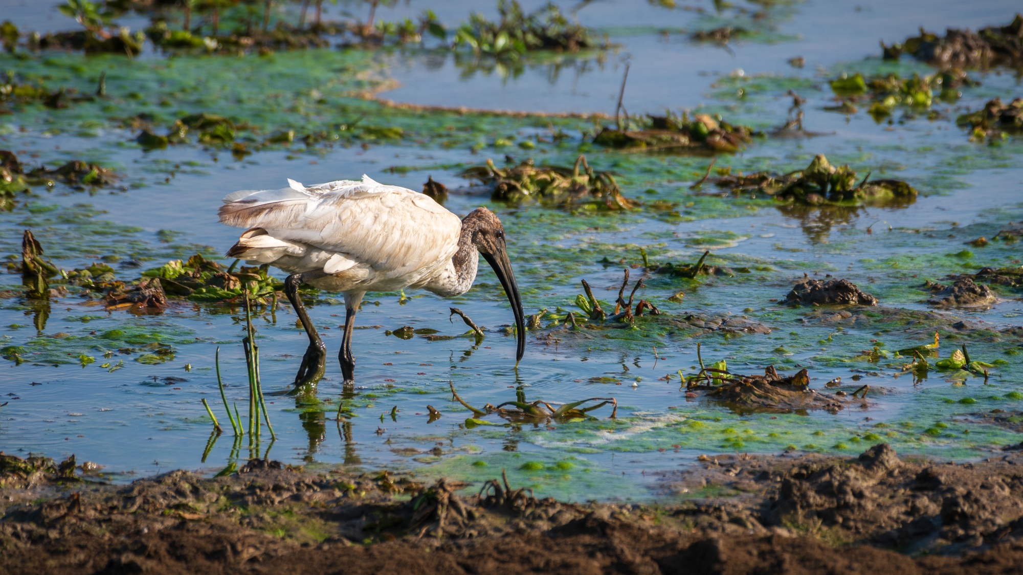 Young black-headed Ibis bird wading close up at Yala National Park
